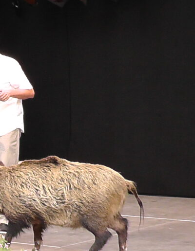 Buchautor Manfred Fock liest auf einer Bühne an einem Rednerpult hinter einem präparierten Wildschwein.